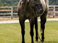 Pastuv, Quarter Horse — fotografija 8