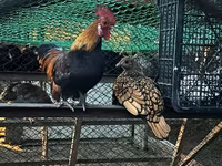 Chickens — fotografija 2
