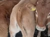 公牛, Limousin cow — 照片 6