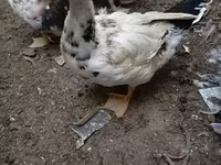 家养麝香鸭 — 照片 4
