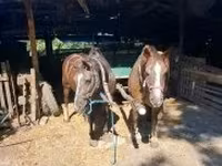 Yegua, Caballos — foto 2