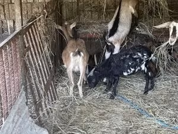 Ешкі, Ешкілер