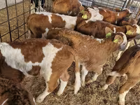 Bull, Cattle — photo 2