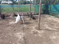 Turkeys — Foto 2