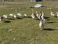 Geese — الصورة 1