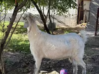 Ziege, Russian White goat — Foto 7