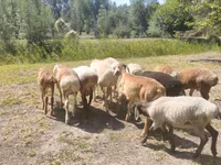 Ovan, Afghan Arabi sheep — fotografija 1