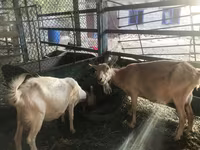 Kozioł, Saanen goat — zdjęcie 2