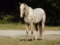 Pastuv, Appaloosa — fotografija 2