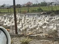 German Pekin — photo 2