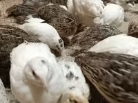 Quails — الصورة 4
