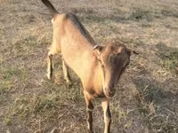 Goat, Goats — photo 4