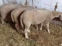 Ram, Sheep — photo 2