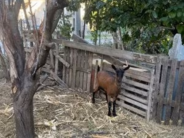Cabra, Alpine goat