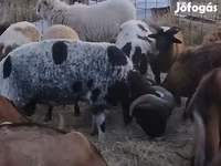 Widder, Jacob's sheep — Foto 2