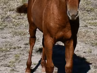 雌馬, Quarter Horse — 写真 4