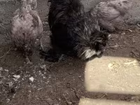 सेब्राइट — फ़ोटो 1