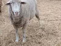 公羊, Merino sheep — 照片 1