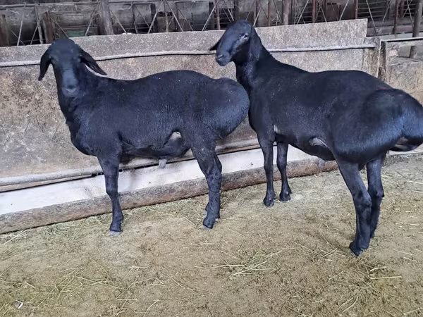 Bélier, Hissar sheep