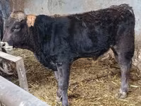 Bull, Aberdeen-Angus — photo 2