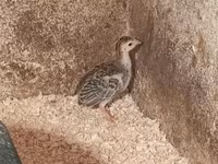 Guinea fowl — الصورة 3