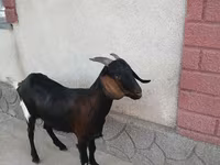 Koza, Nubian Goat — fotografija 2