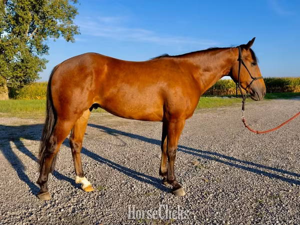 Pastuv, Quarter Horse