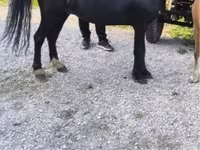 Koń, Konie — zdjęcie 3