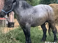 Kobila, Hungarian horse breed — fotografija 2