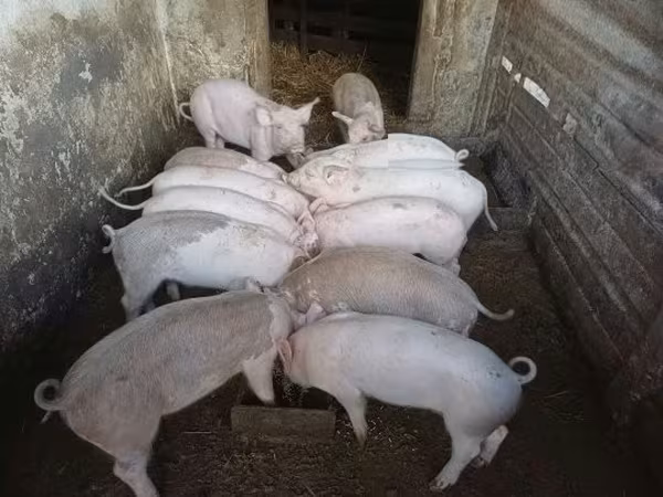 Шошқалар (топ, жынысы көрсетілмеген), Шошқалар — Венгрия