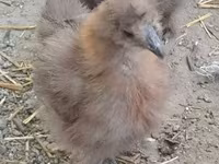 Silkie — foto 1