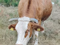 Krava, Simmental cattle — fotografija 3