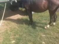 母马, Horses — 照片 3