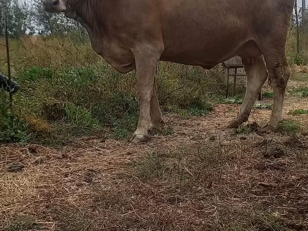 Krowa, Swiss cattle
