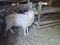 Qoʻchqor, Ile-de-France sheep — 1-rasm