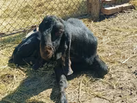 Jarac, Kamori goats — fotografija 1