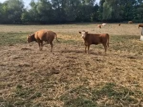 雄牛, リムジン牛