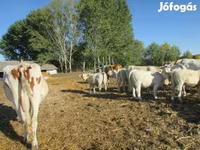 公牛, Charolais cattle — 照片 2