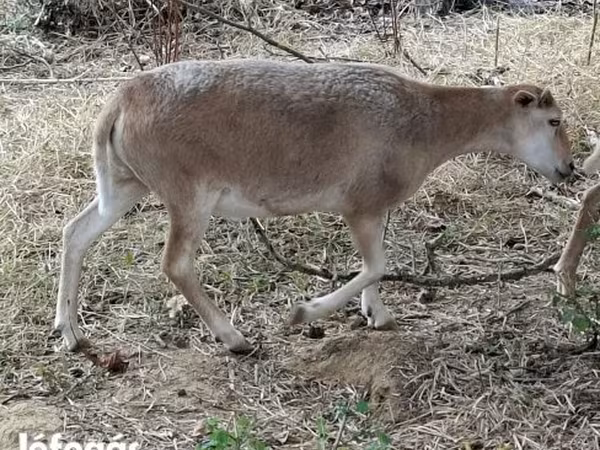 Carnero, Dorper sheep