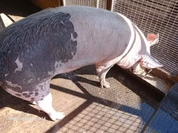母猪, Pigs