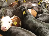 Bovinos (lote, sexo no especificado), Simmental cattle — foto 7