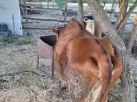 母牛, Limousin cow — 照片 6
