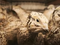 Quails — الصورة 1