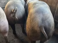 猪（批次，未指定性别）, Pigs — 照片 2