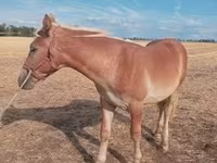 Cavalo, Cavalos — foto 2