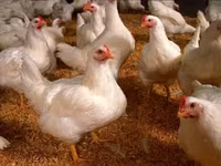 Chickens — Foto 1