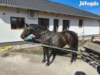 母马, Horses — 照片 5