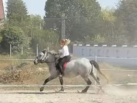 Kobyła, Konie — zdjęcie 3