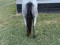 Pastuv, Quarter Horse — fotografija 7
