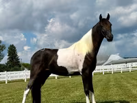 Horse (M), Tennessee Walking Horse — photo 3